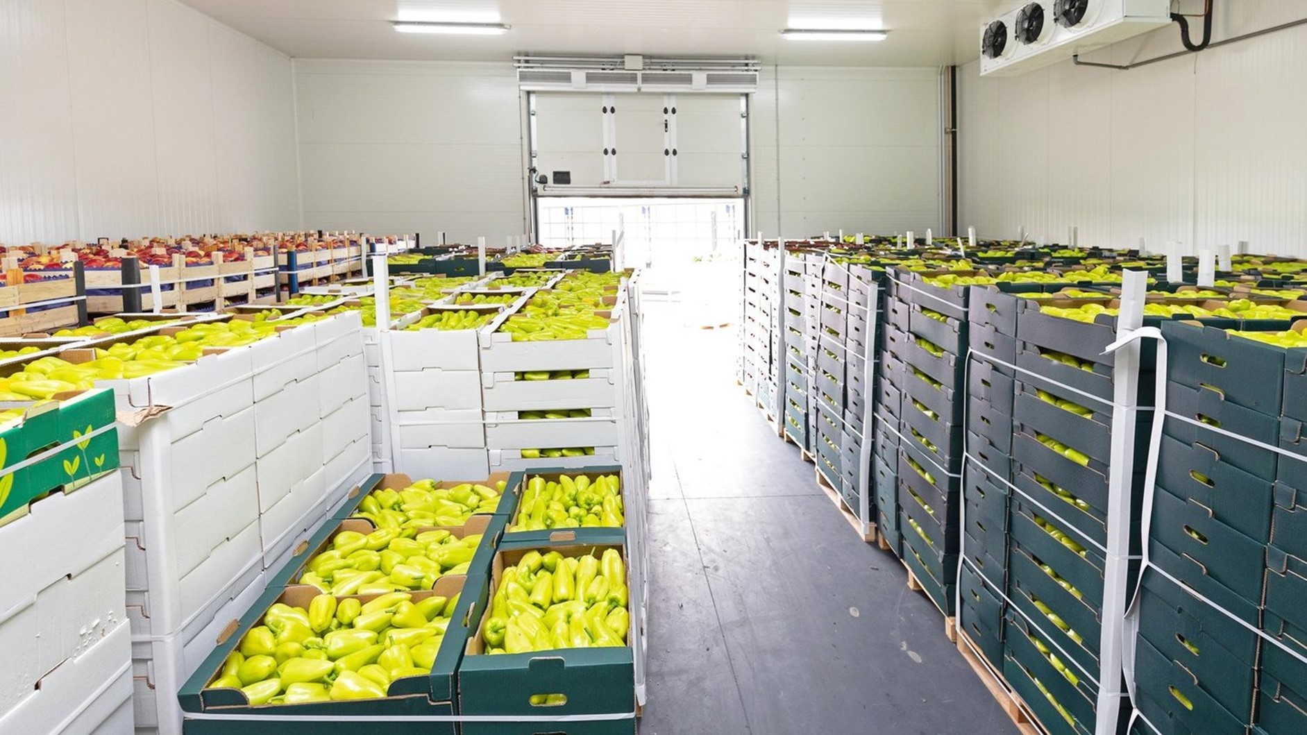 Groenten en fruit opslag klimaat